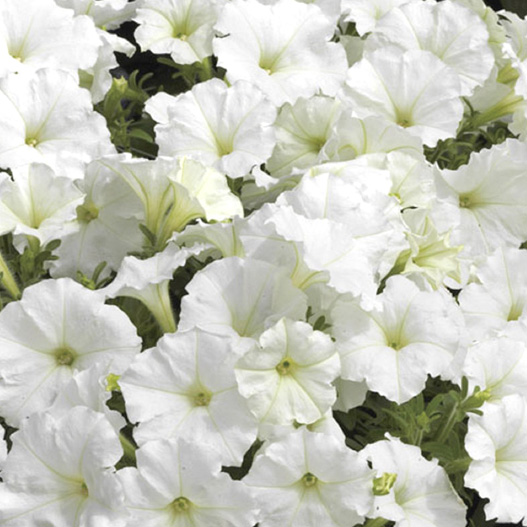 ペチュニア F1 ピコベラ シリーズ