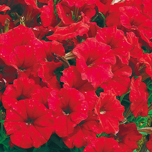 ペチュニア F1 ピコベラ シリーズ