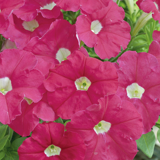 ペチュニア F1 ピコベラ シリーズ