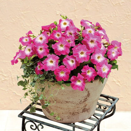 ペチュニア エコチュニア シリーズ