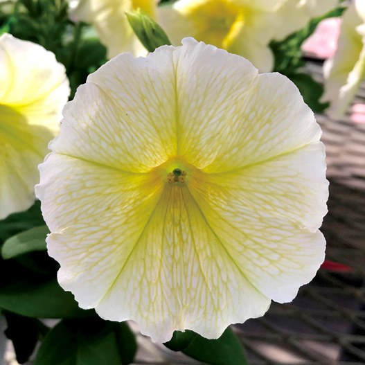 ペチュニア エコチュニア シリーズ