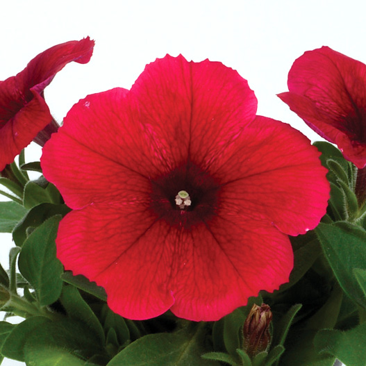 ペチュニア エコチュニア シリーズ