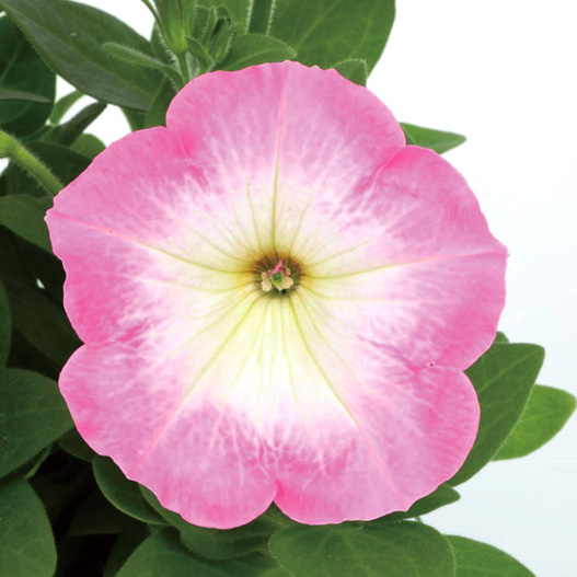 ペチュニア エコチュニア シリーズ