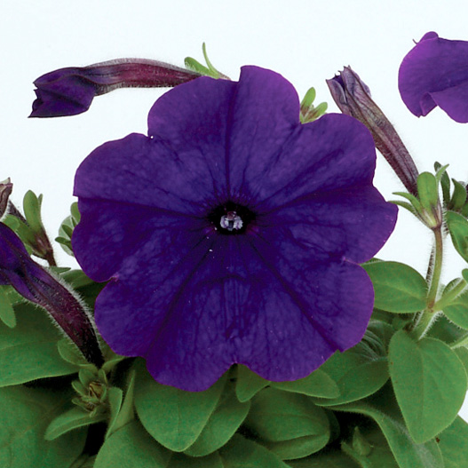 ペチュニア エコチュニア シリーズ