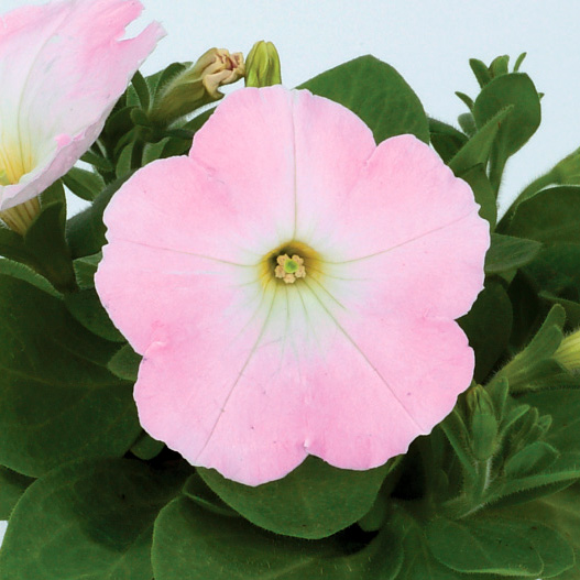 ペチュニア エコチュニア シリーズ