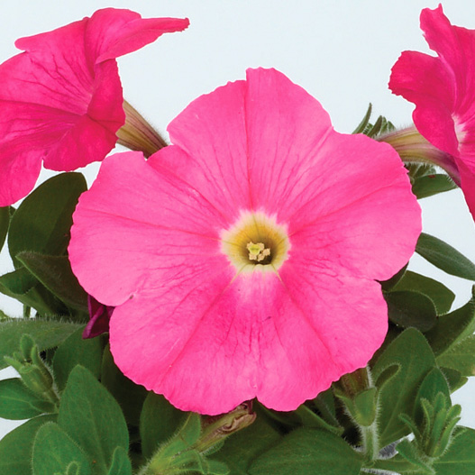 ペチュニア エコチュニア シリーズ