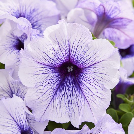 ペチュニア F1　マンボGP シリーズ 