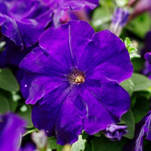 ペチュニア F1　マンボGP シリーズ 