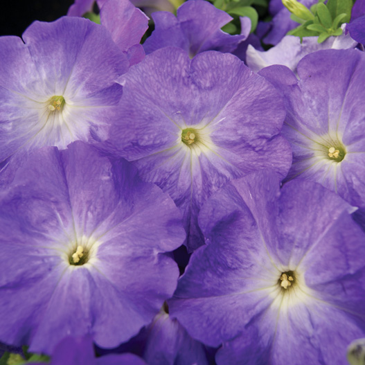 ペチュニア F1　マンボGP シリーズ 