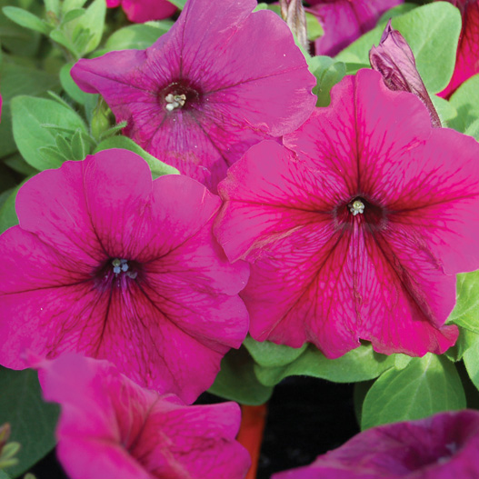 ペチュニア F1　マンボGP シリーズ 