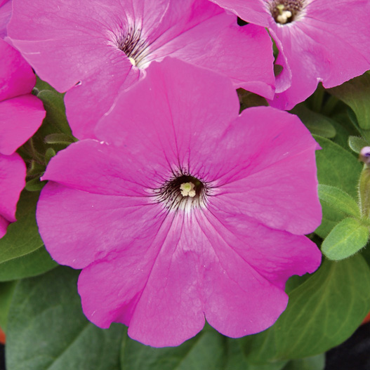 ペチュニア F1　マンボGP シリーズ 