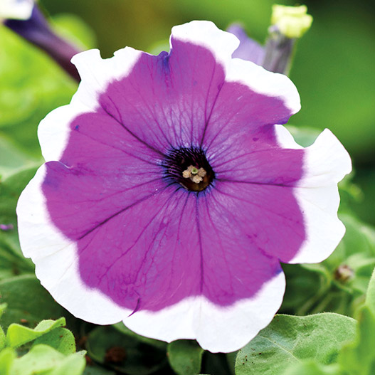 ペチュニア F1　マンボGP シリーズ 