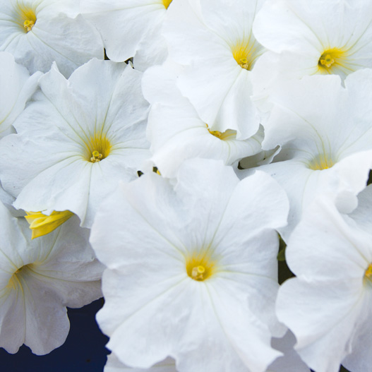 ペチュニア F1　マンボGP シリーズ 