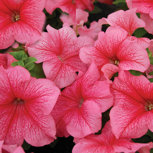 ペチュニア F1　マンボGP シリーズ 