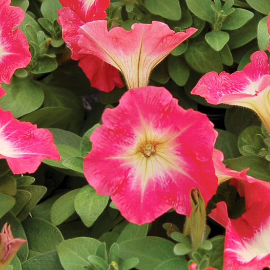 ペチュニア F1　マンボGP シリーズ 