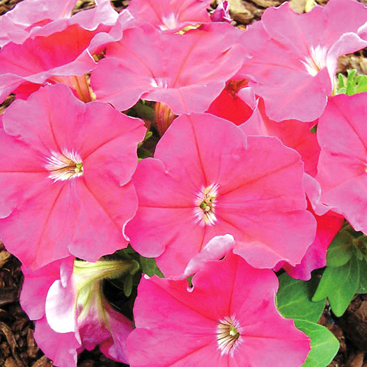 ペチュニア F1　マンボGP シリーズ 