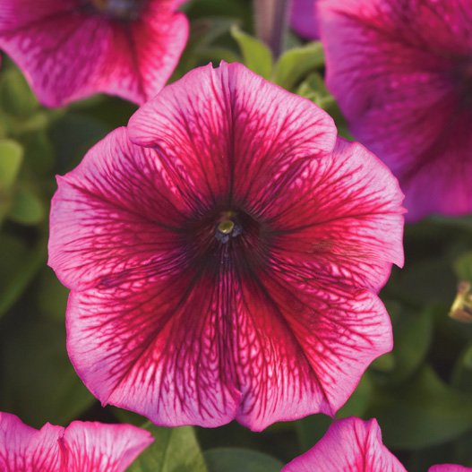 ペチュニア F1　ミラージュ シリーズ 