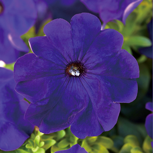 ペチュニア F1　ミラージュ シリーズ 