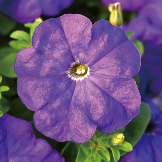 ペチュニア F1　ミラージュ シリーズ 