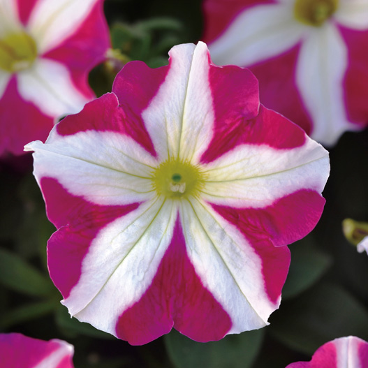 ペチュニア F1　ミラージュ シリーズ 