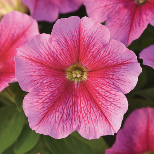 ペチュニア F1　ミラージュ シリーズ 