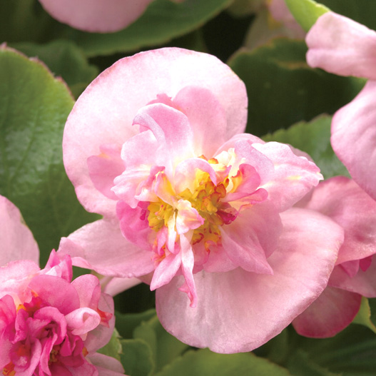 ベゴニア センパフローレンス フィオナ シリーズ｜WEBカタログ｜未来