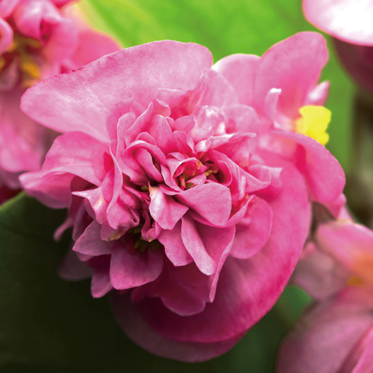 ベゴニア センパフローレンス　フィオナ シリーズ 