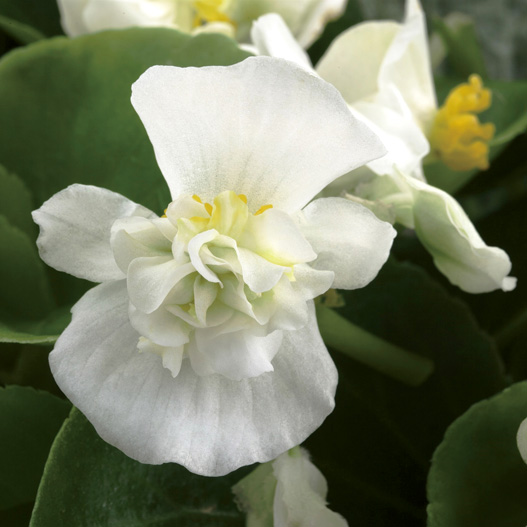 ベゴニア センパフローレンス フィオナ シリーズ｜WEBカタログ｜未来