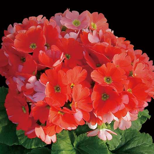 プリムラ オブコニカ F1 タッチミー シリーズ