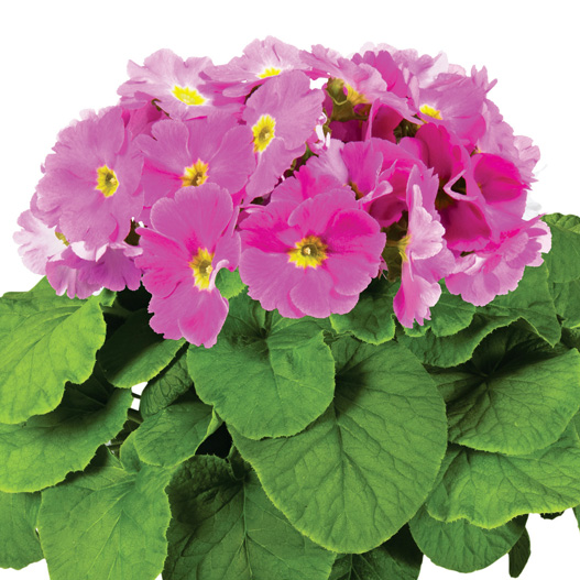 プリムラ オブコニカ F1 タッチミー シリーズ