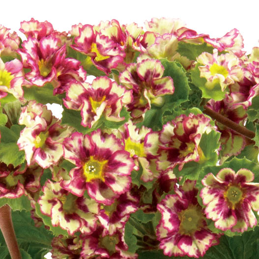 プリムラ オブコニカ　プリカント シリーズ 