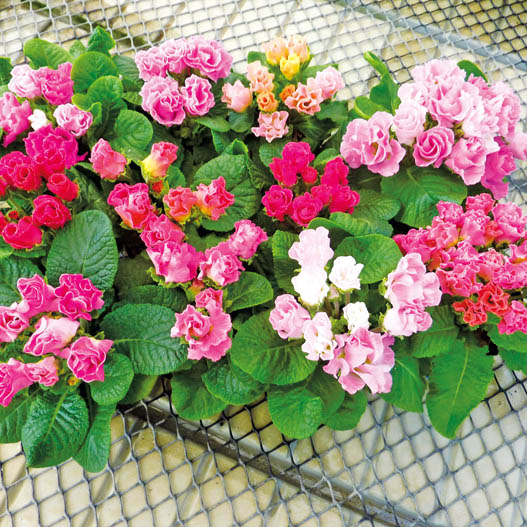 プリムラ ジュリアン　キャンディマジック シリーズ 