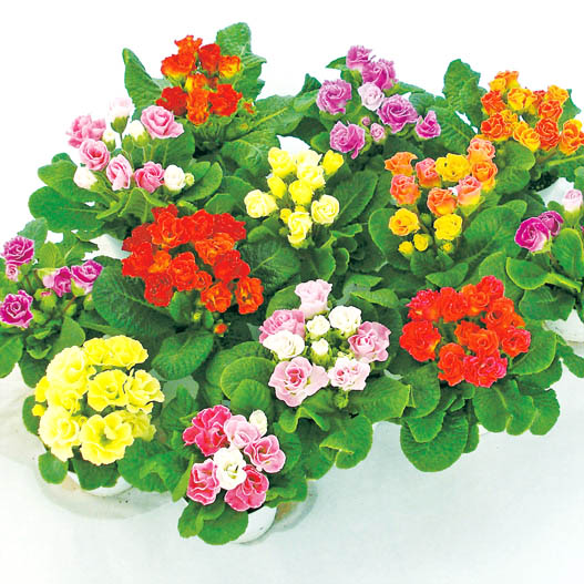 プリムラ ジュリアン　キャンディマジック シリーズ 