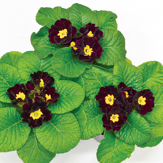 プリムラ ジュリアン　キャンディ シリーズ 