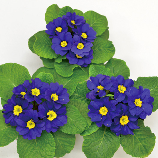 プリムラ ジュリアン　キャンディ シリーズ 