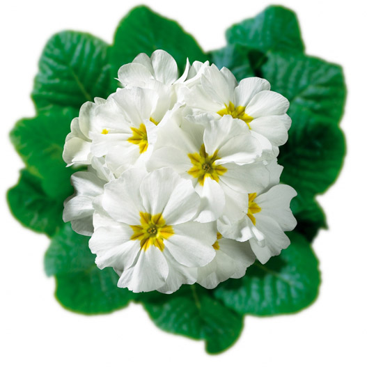 プリムラ アコーリス　ビッグドリーム シリーズ 