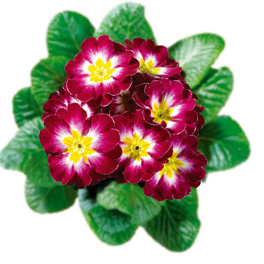 プリムラ アコーリス　ビッグドリーム シリーズ 