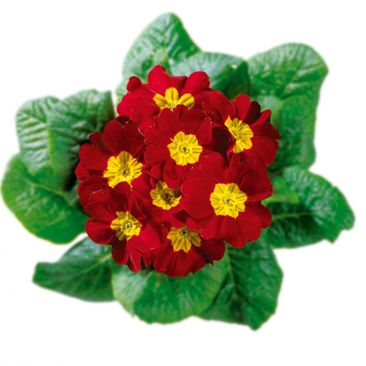 プリムラ アコーリス　ビッグドリーム シリーズ 