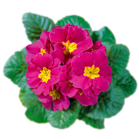 プリムラ アコーリス　ビッグドリーム シリーズ 