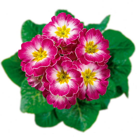 プリムラ アコーリス　ビッグドリーム シリーズ 