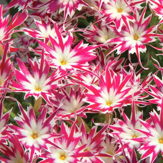 フロックス　ポップスター シリーズ 