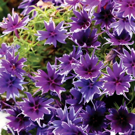 フロックス　ポップスター シリーズ 