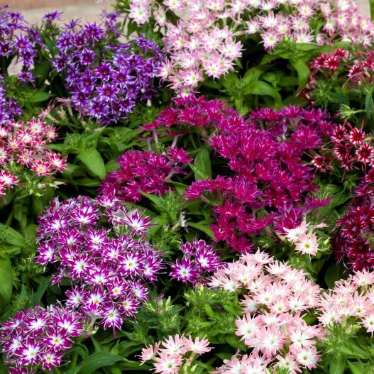 フロックス　ポップスター シリーズ 