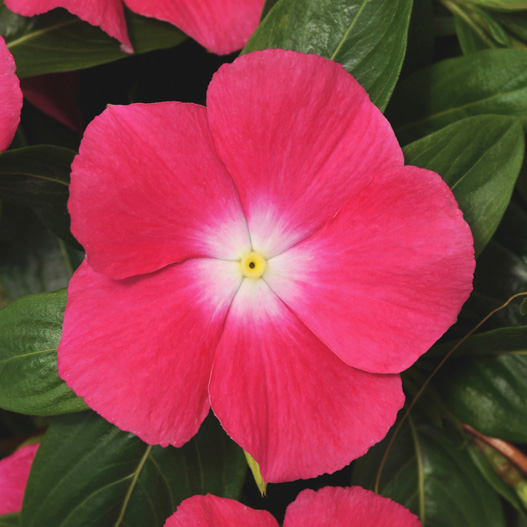 ビンカ　メディテラネアンXP シリーズ 