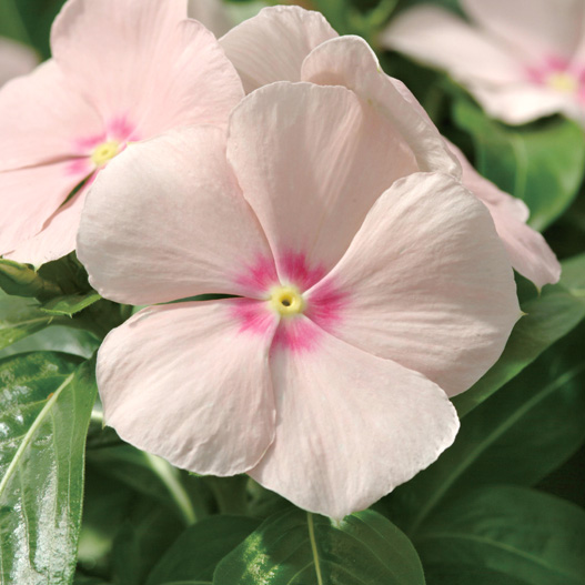 ビンカ　メディテラネアンXP シリーズ 