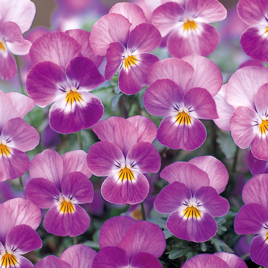 ビオラ F1　フローラルパワー シリーズ 