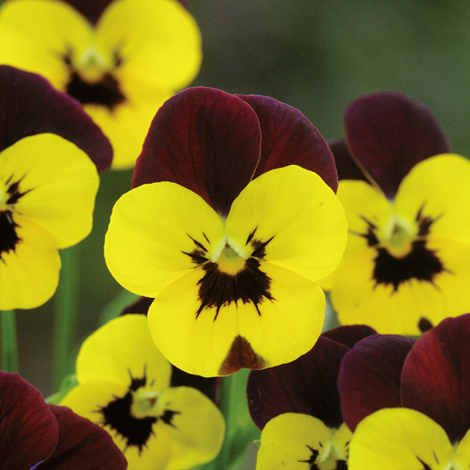 ビオラ F1　フローラルパワー シリーズ 