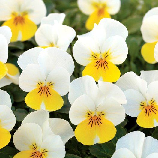 ビオラ F1　フローラルパワー シリーズ 