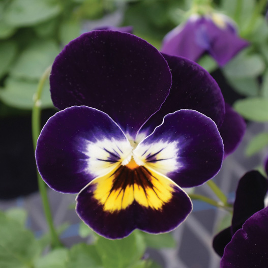 ビオラ F1　フローラルパワー シリーズ 