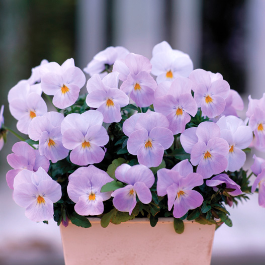 ビオラ F1　フローラルパワー シリーズ 